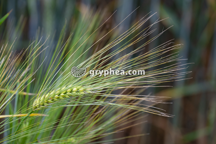Orge (Hordeum vulgare, Poaceae) - gryphea.org